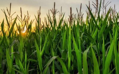 Vertical Farming, is this farming’s future?