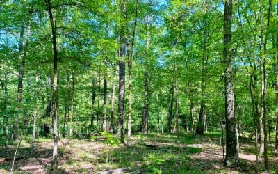 Key Considerations in the Land Buying Process