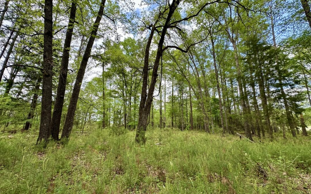 Mathews Home-site