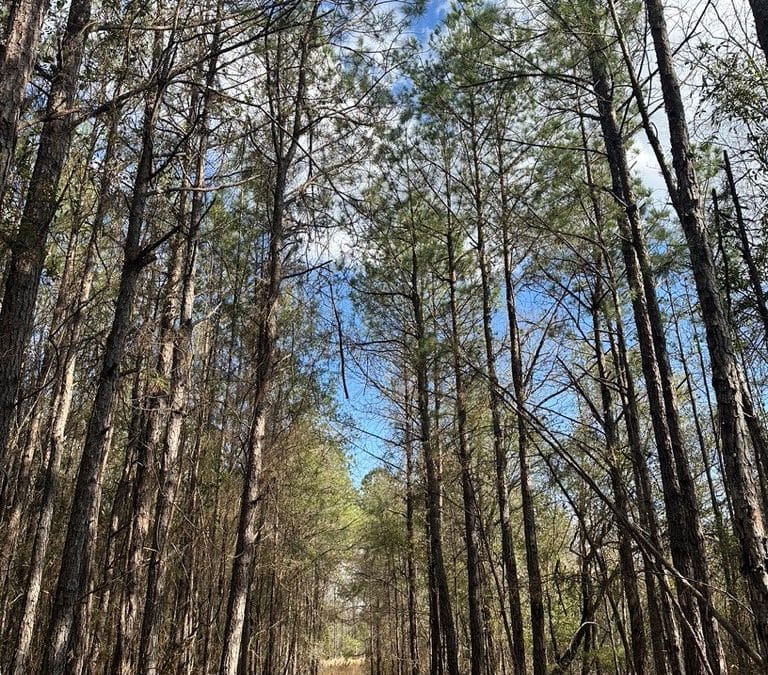 Rowe Tract