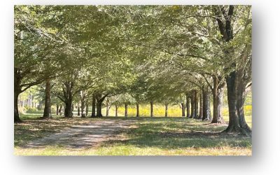 River Oaks Plantation